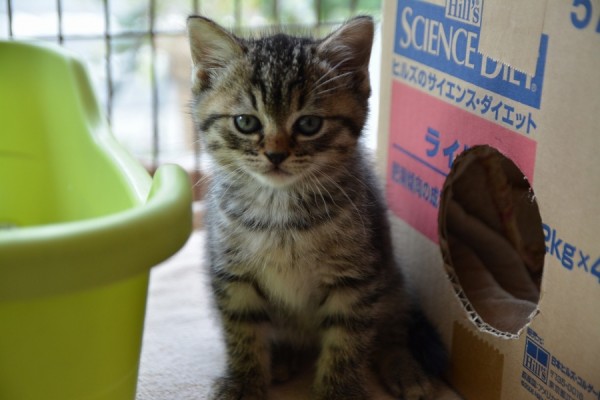 Munchkin026