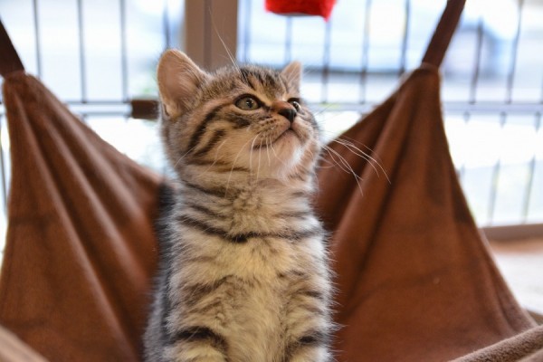 Munchkin1_0054