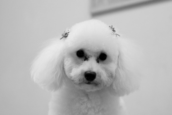 maco_0343