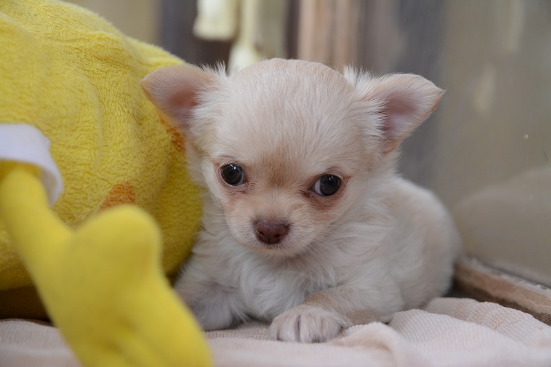 チワワの子犬が入店しました。 鹿児島のペットショップ ペットサロン井上は安心と実績のペットショップです。