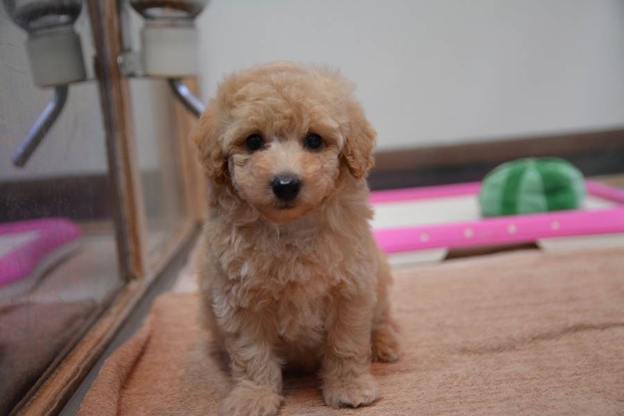 トイプードル アプリコット 子犬が入店しました 鹿児島のペットショップ ペットサロン井上は安心と実績のペットショップです