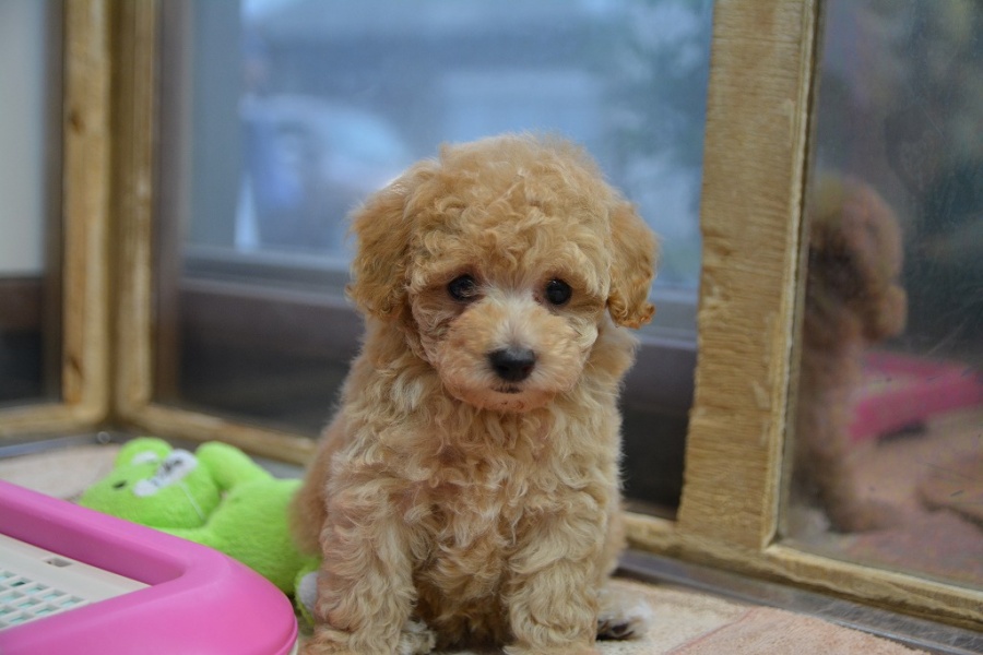 トイプードル アプリコット 子犬が入店しました 鹿児島のペットショップ ペットサロン井上は安心と実績のペットショップです