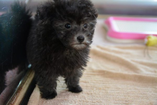 トイプードルの子犬（シルバー）＿オーナー様決まりました