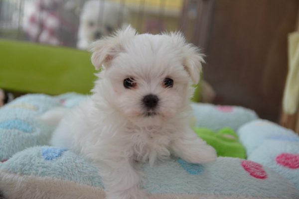 マルチーズの子犬＿オーナー様決まりました