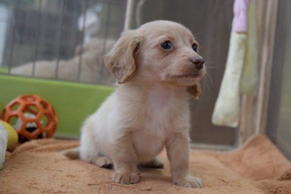 仔犬情報＿ミニチュアダックスフンド＿オーナー様決まりました