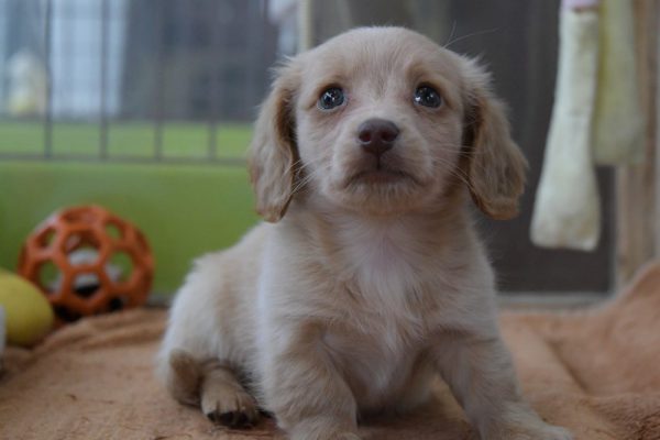 仔犬情報＿ミニチュアダックスフンド＿オーナー様決まりました