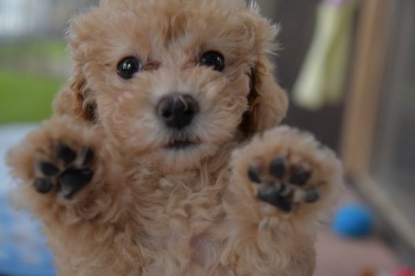 トイプードル（クリーム）の子犬＿オーナー様決まりました