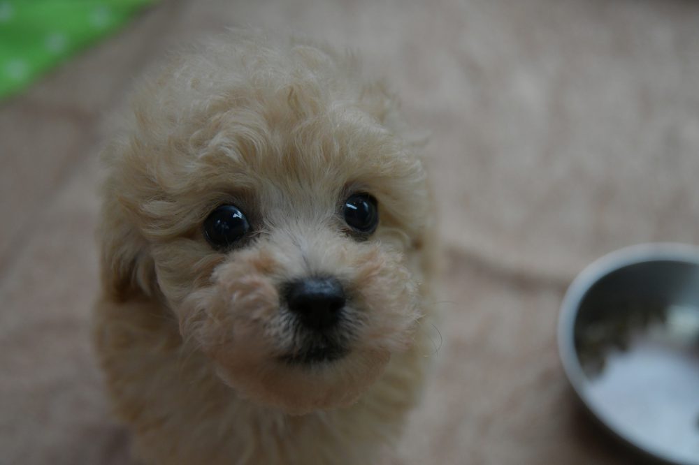 トイプードル クリーム の子犬 オーナー様決まりました 鹿児島のペットショップ ペットサロン井上は安心と実績のペットショップです