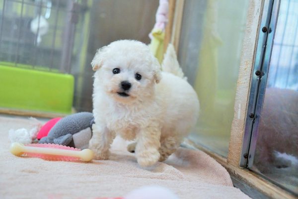 トイプードル（ホワイト）子犬＿オーナー様決まりました