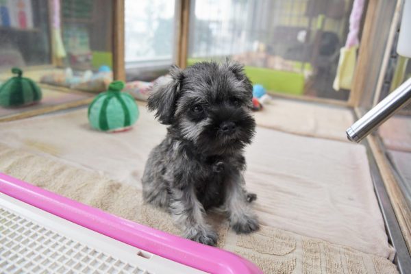 ミニチュアシュナウザーの子犬＿オーナー様決まりました