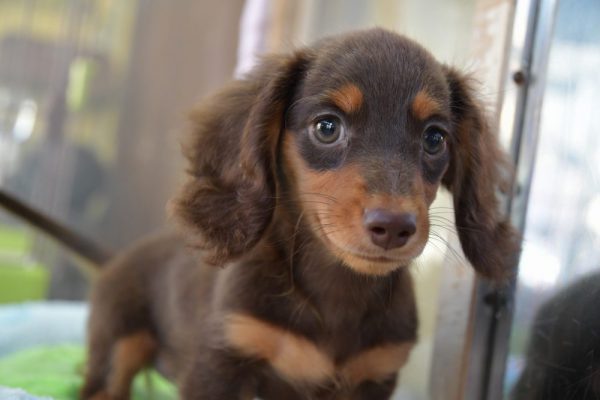 ミニチュアダックスフンドの子犬＿オーナー様きまりました