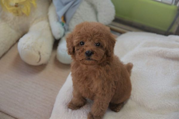 トイプードル（アプリコット）の子犬＿オーナー様きまりました