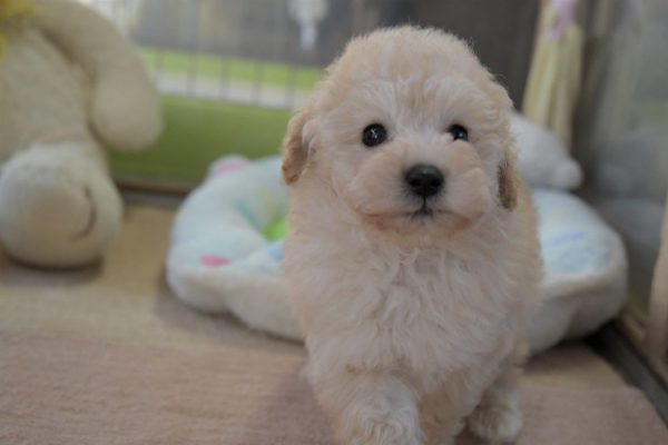 トイプードル（ホワイト）の子犬＿オーナー様きまりました