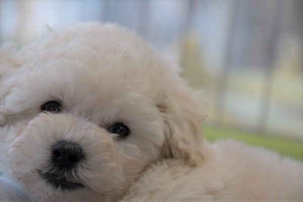 トイプードルの子犬（ホワイト）＿オーナー様きまりました