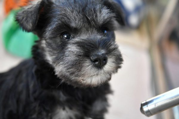 ミニチュアシュナウザーの子犬＿オーナー様きまりました