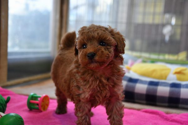 トイプードルの子犬（レッド）＿オーナー様きまりました