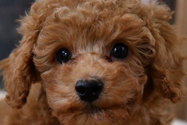 トイプードルの子犬（レッド）＿オーナー様きまりました