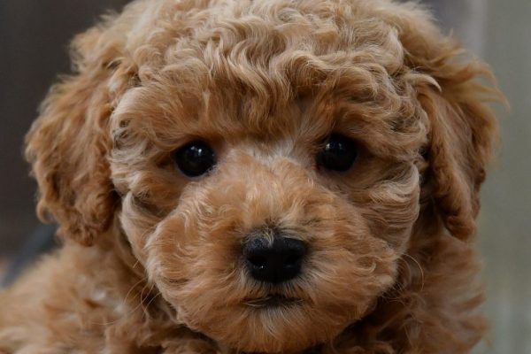 トイプードルの子犬（アプリコット）オーナー様きまりました