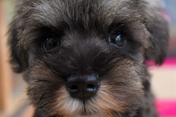 ミニチュア シュナウザーの子犬＿オーナー様きまりました