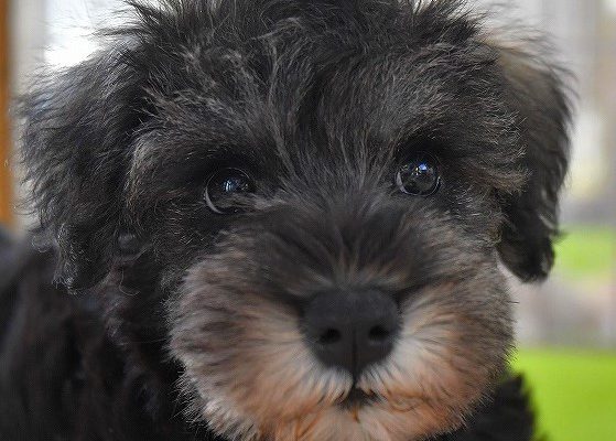 ミニチュアシュナウザーの子犬＿オーナー様きまりました