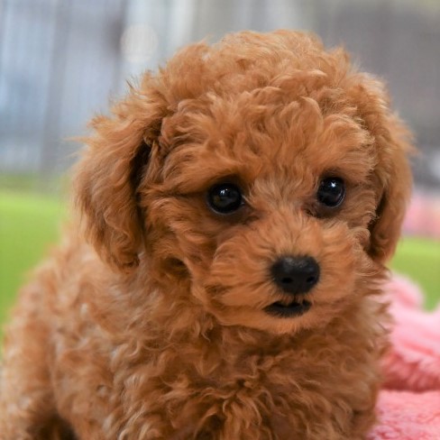 トイプードルの子犬（レッド）＿オーナー様きまりました