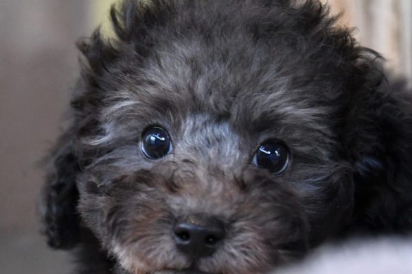 トイプードルの子犬（シルバー）＿オーナー様きまりました