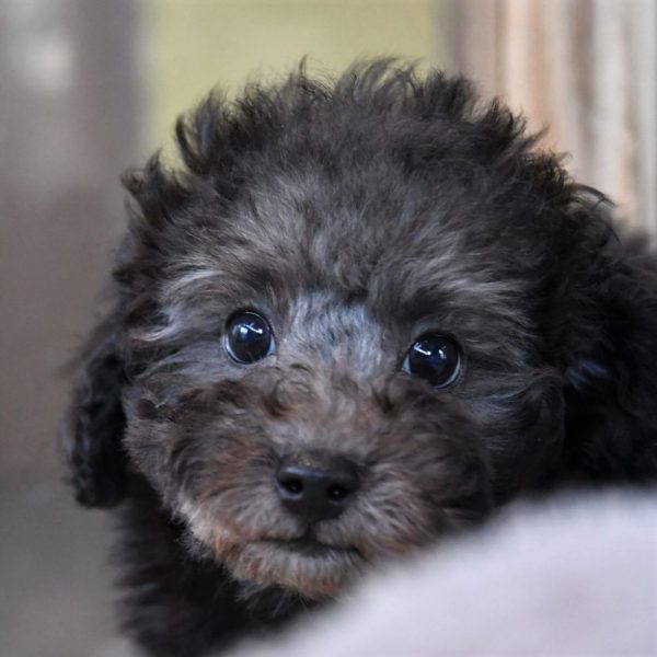 トイプードルの子犬（シルバー）＿オーナー様きまりました