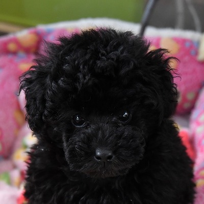 トイプードルの子犬（ブラック）＿ご家族がきまりました