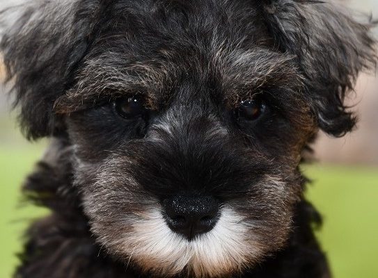 ミニチュアシュナウザーの子犬＿ご家族がきまりました