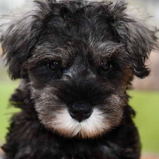 ミニチュアシュナウザーの子犬＿ご家族がきまりました