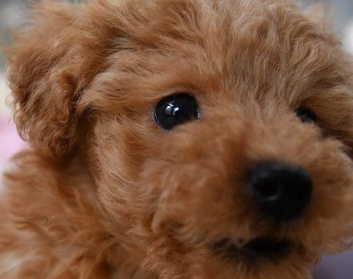 トイプードルの子犬（レッド）＿ご家族募集中