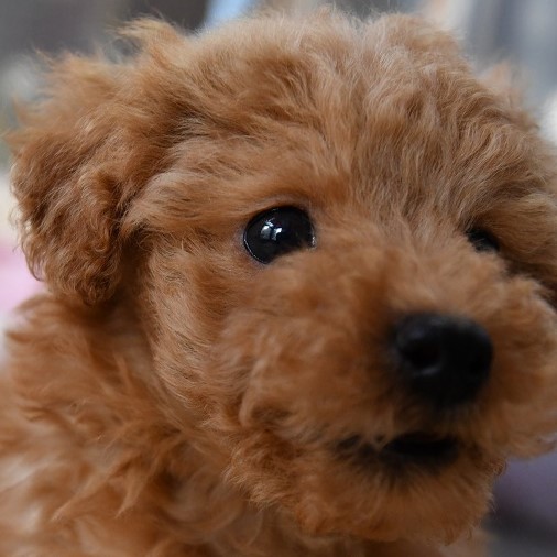 トイプードルの子犬（レッド）＿ご家族募集中