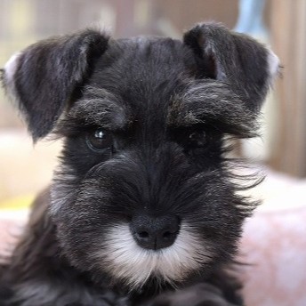 ミニチュアシュナウザーの子犬＿ご家族が決まりました