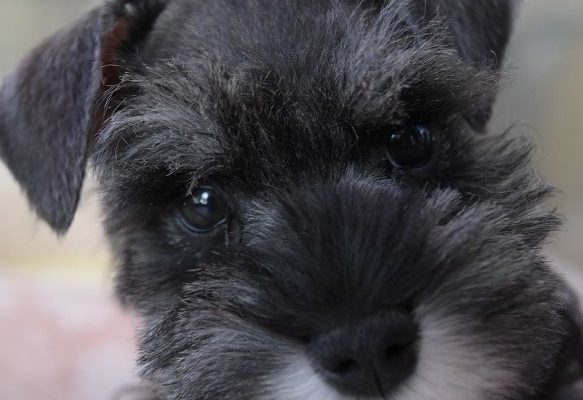 ミニチュアシュナウザーの子犬＿ご家族決まりました