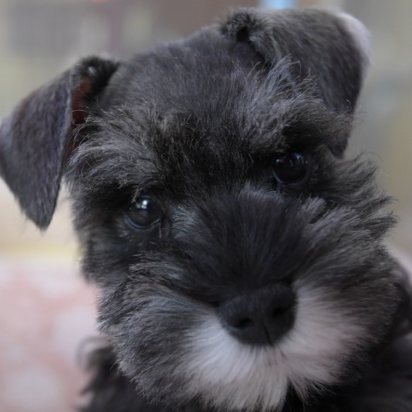 ミニチュアシュナウザーの子犬＿ご家族決まりました