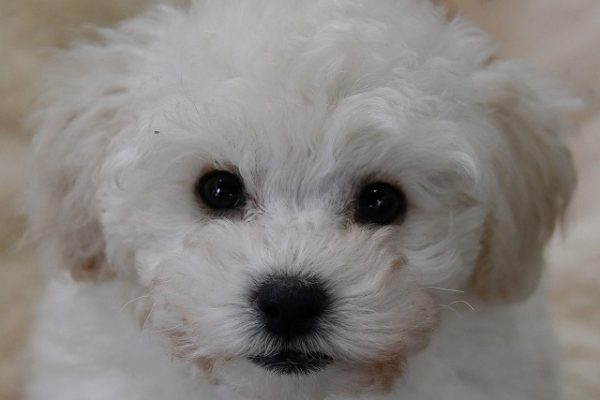 トイプードルの子犬（ホワイト）＿ご家族が決まりました