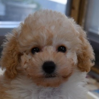 トイプードルの子犬（クリーム）＿ご家族が決まりました