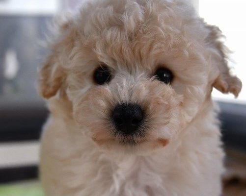 トイプードルの子犬（クリーム）＿入店しました、ご家族募集中