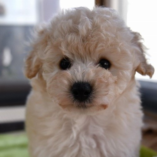 トイプードルの子犬（クリーム）＿入店しました、ご家族募集中