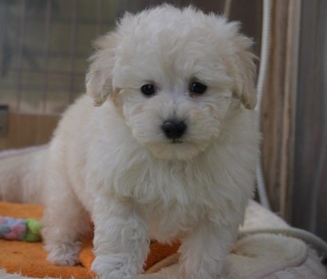 トイプードルの子犬（ホワイト）＿入店しました、ご家族募集中