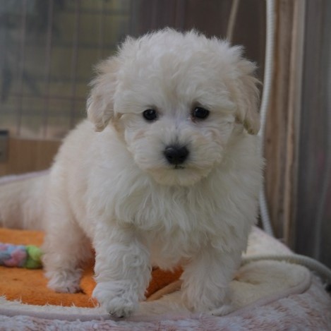 トイプードルの子犬（ホワイト）＿入店しました、ご家族募集中